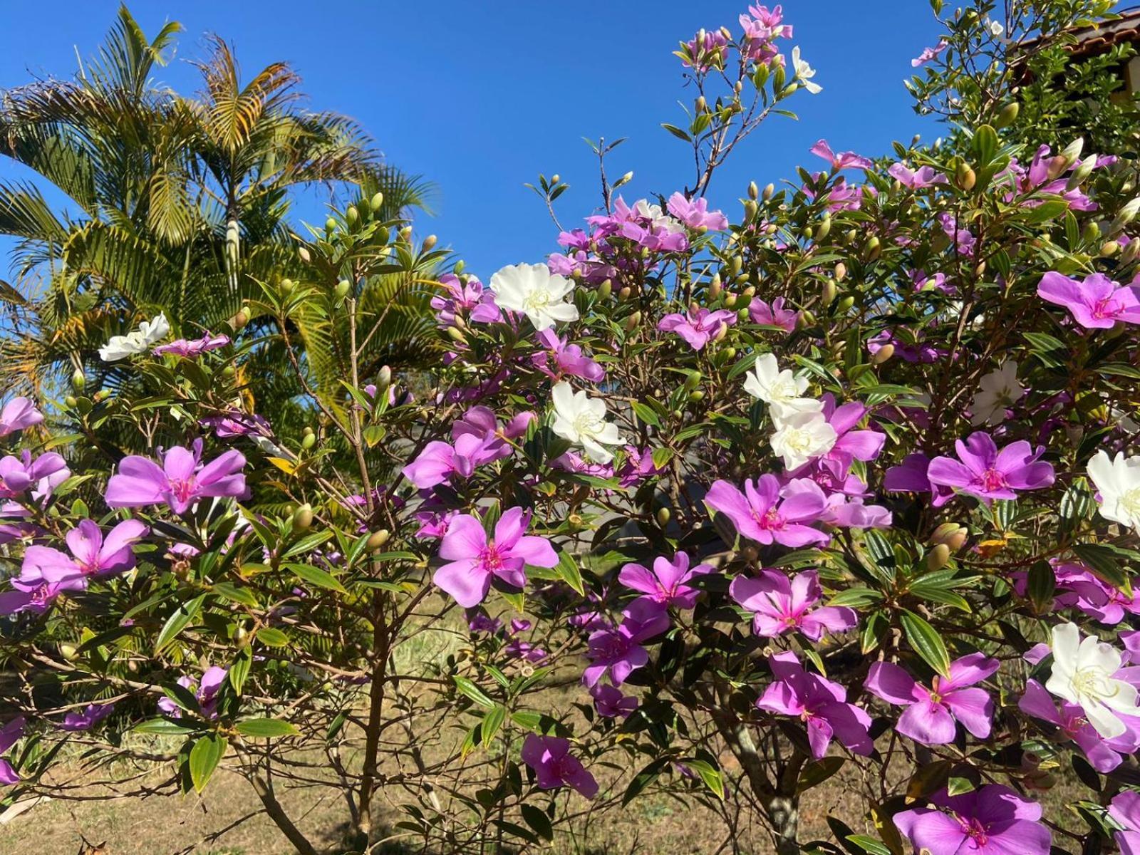 Pousada Chacara Amarela - Analandia Sp מראה חיצוני תמונה
